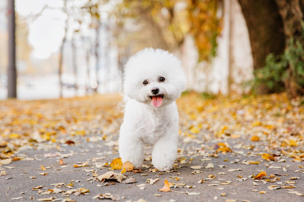 Bichon frise stands on a path covered in leaves