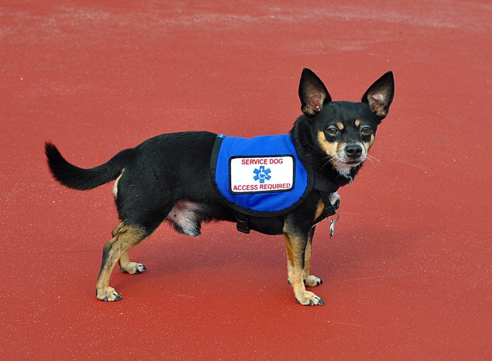 Black and tan Chihuahua in a blue service vest