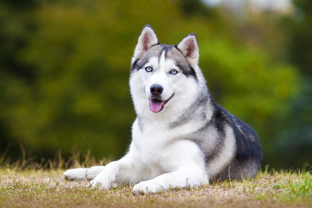 Black and white husky lies in the grass