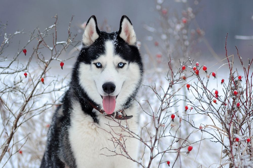 are huskies service dogs