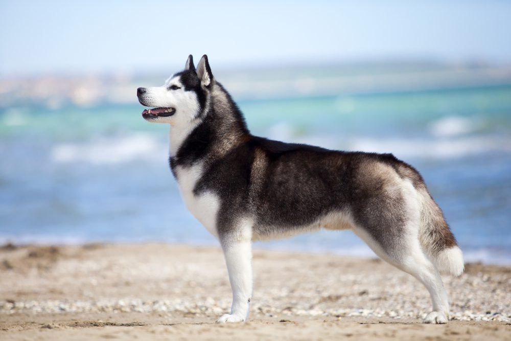 Black and white husky standing on a beach