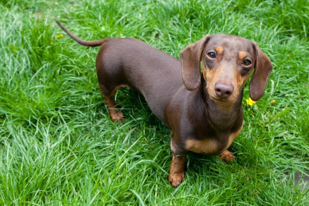 Calm dachshund standing in grass