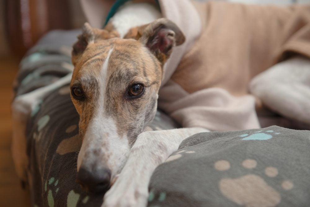 Close-up of greyhound resting on bed