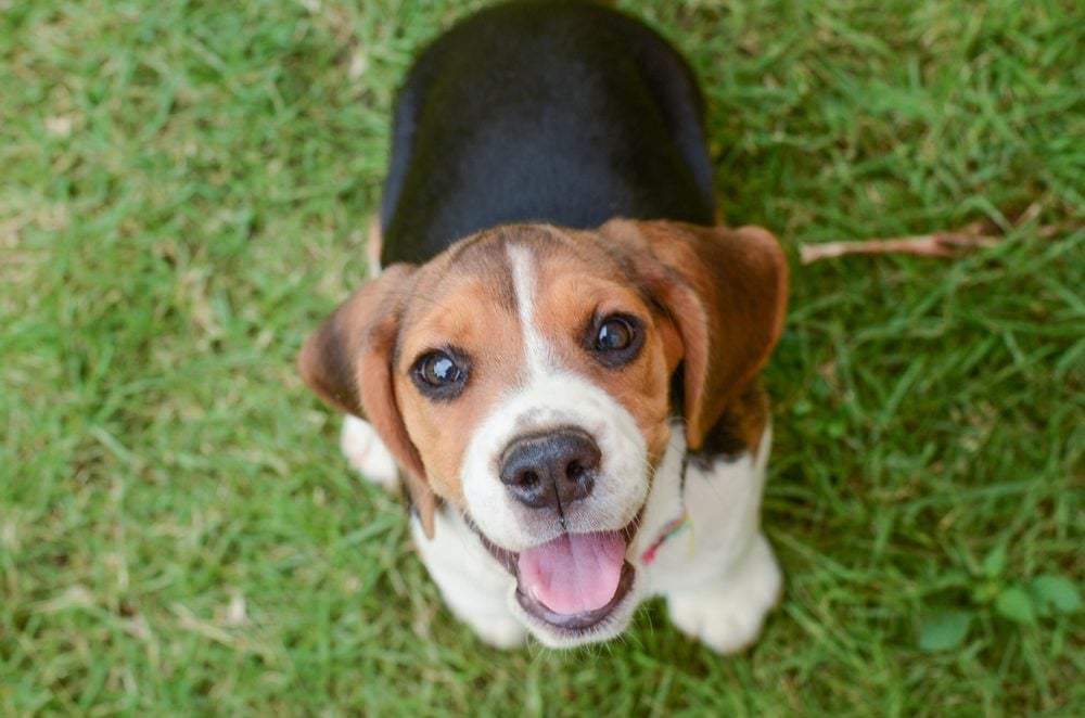 Close-up of happy beagle puppy sitting on grass