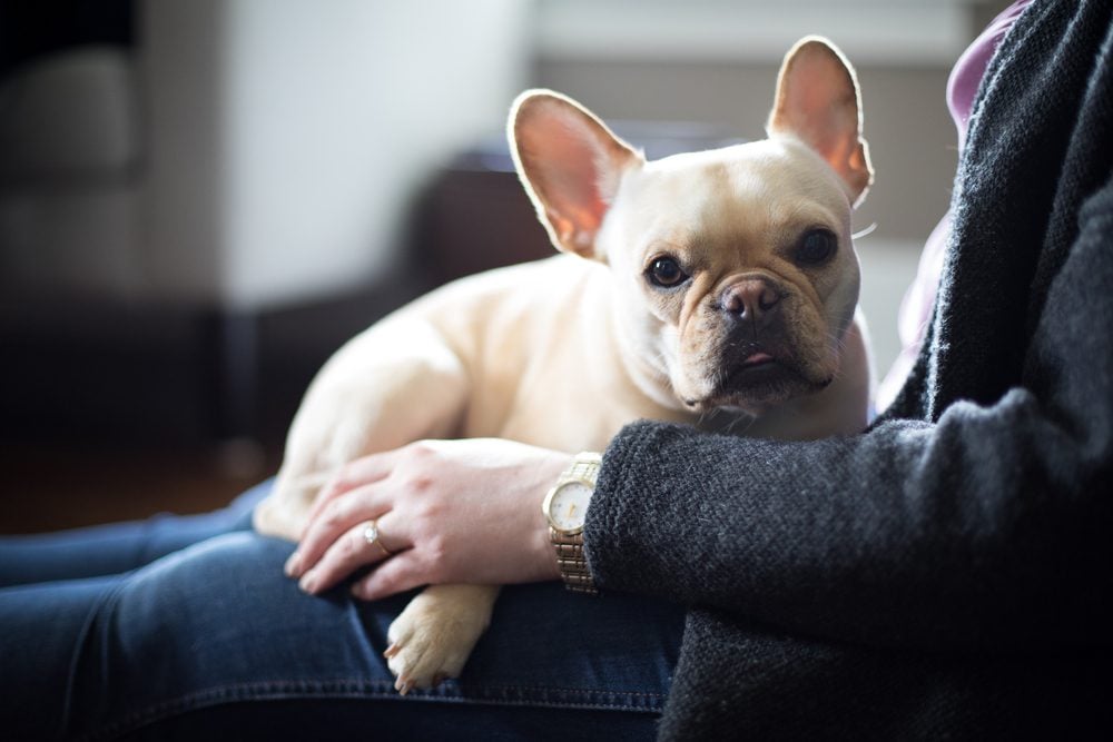 French bulldog lays on a woman’s lap