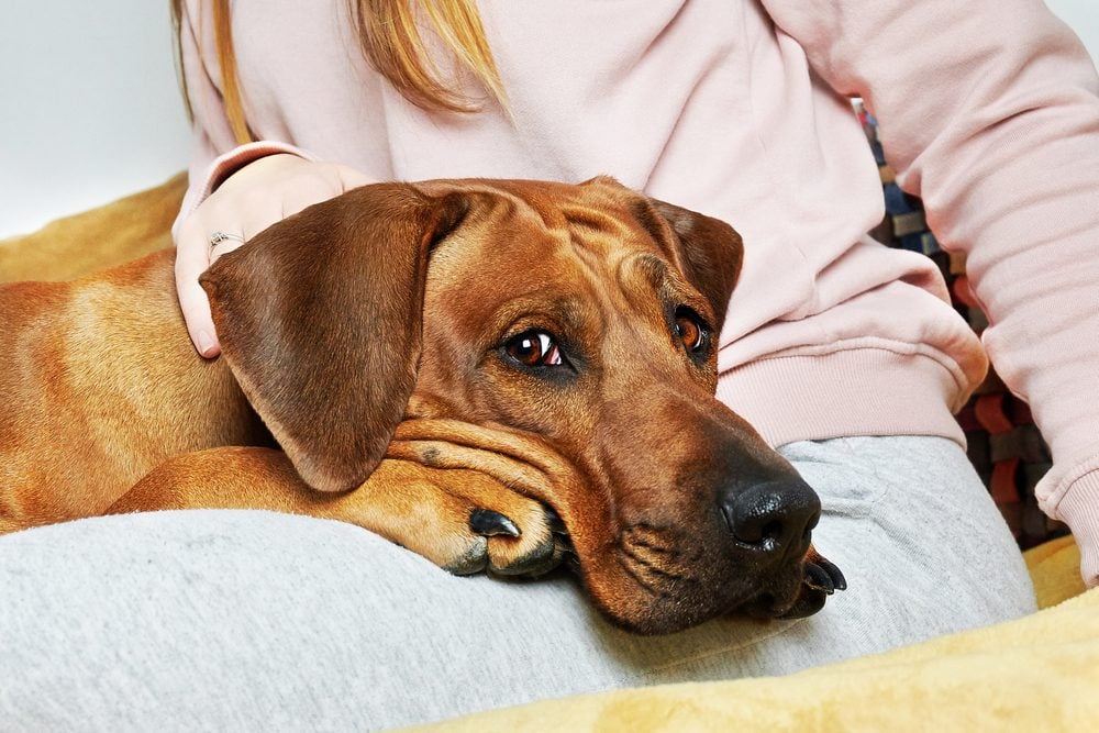 Large tan dog lies on a woman’s lap