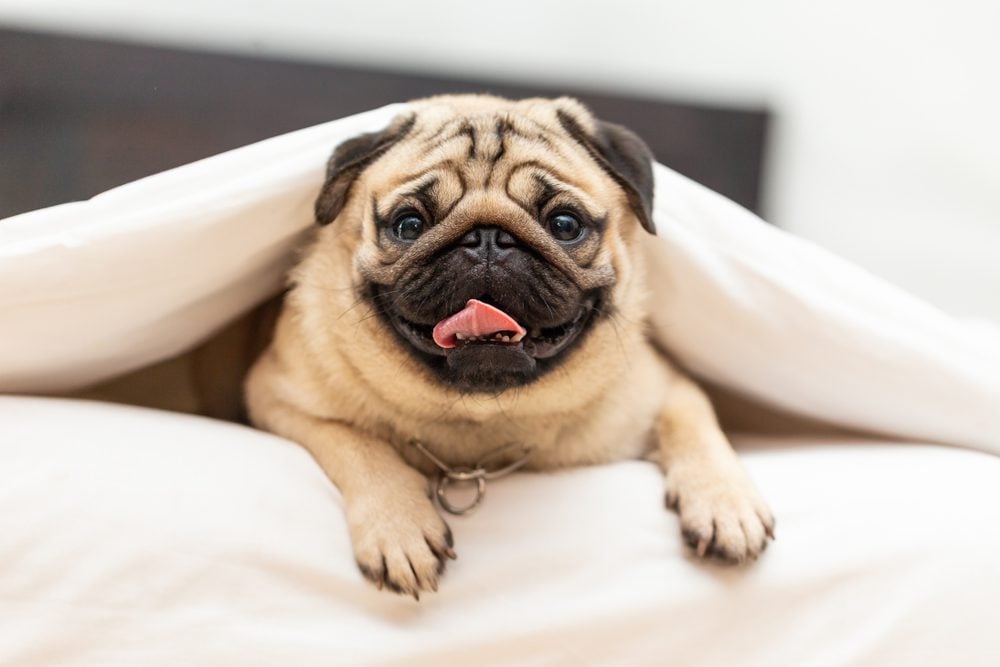 Pug on bed underneath a blanket