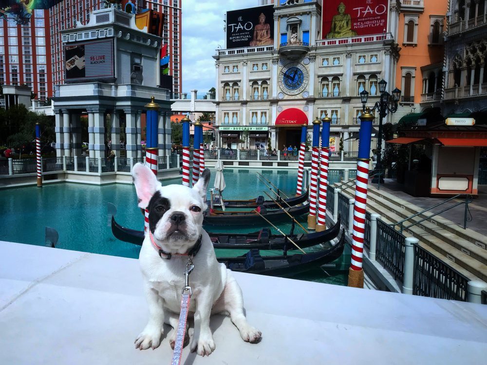 french bulldog in las vegas