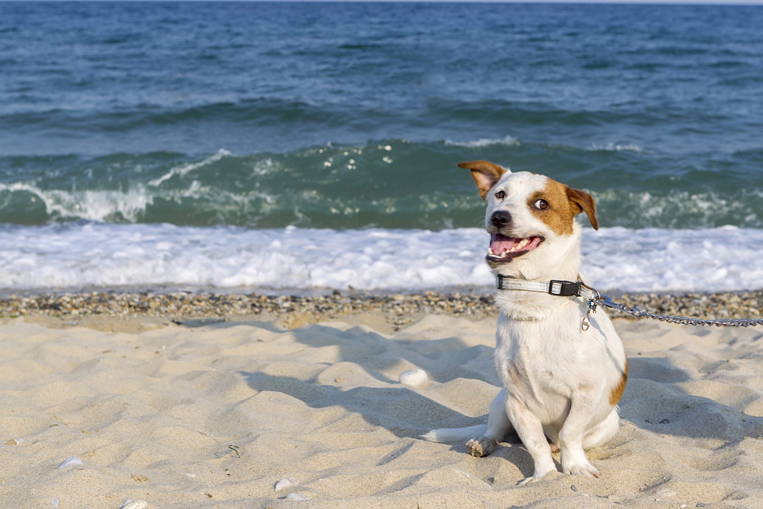 Emotional support dog on a Los Angeles beach.