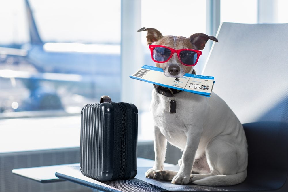 Jack Russell sitting in airport holding ticket and wearing sunglasses