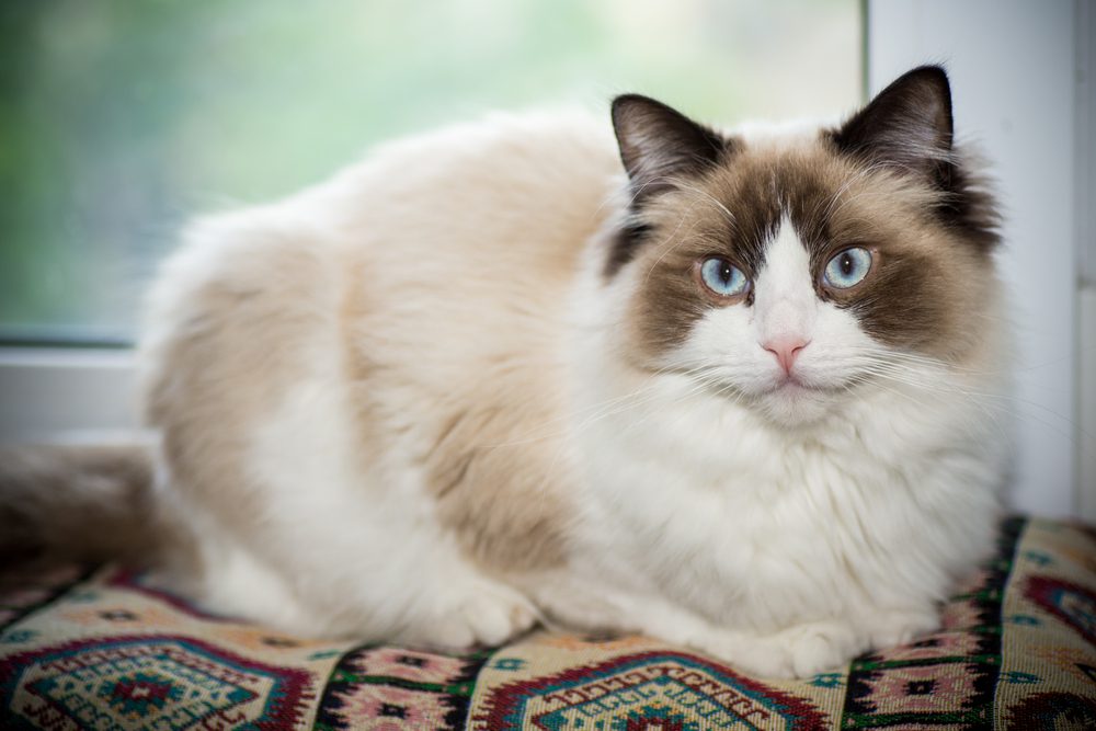 Ragdoll cat sitting on a pillow in front of a window
