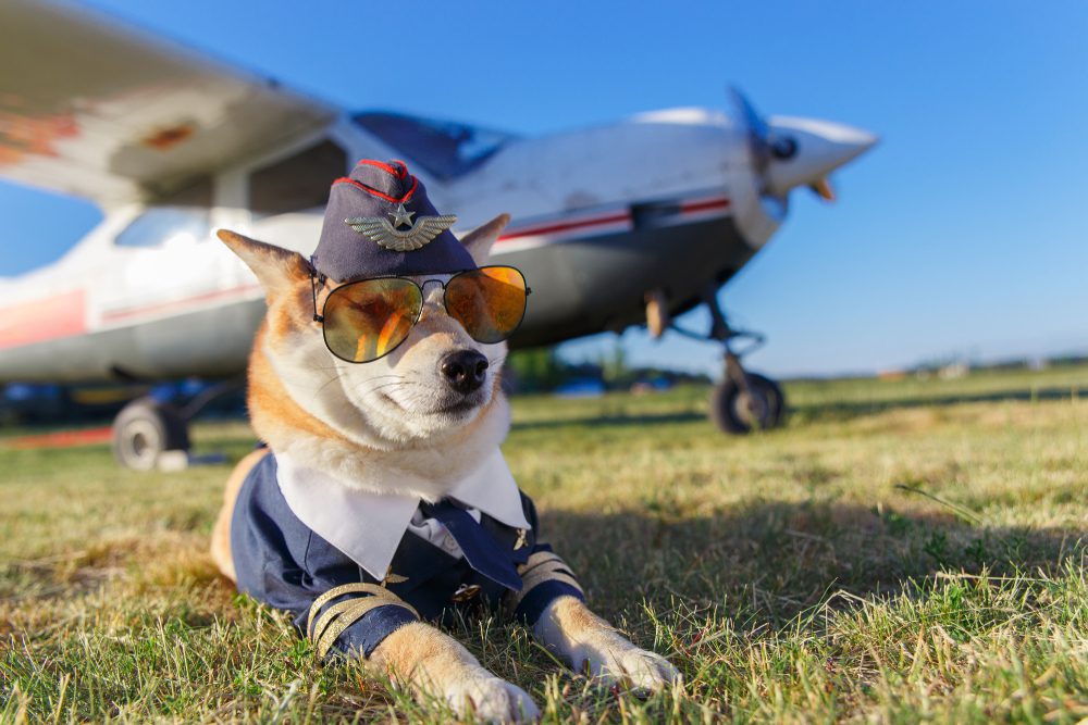 Shiba inu dressed as a pilot lies in the grass in front of an airplane