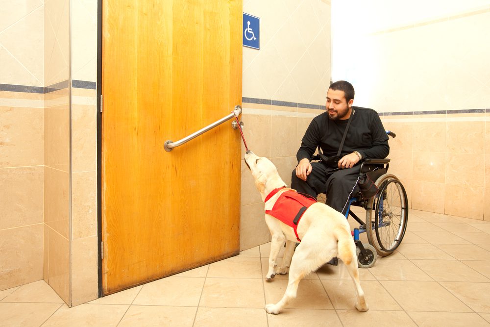 Yellow lab opens a door for a man in a wheelchair
