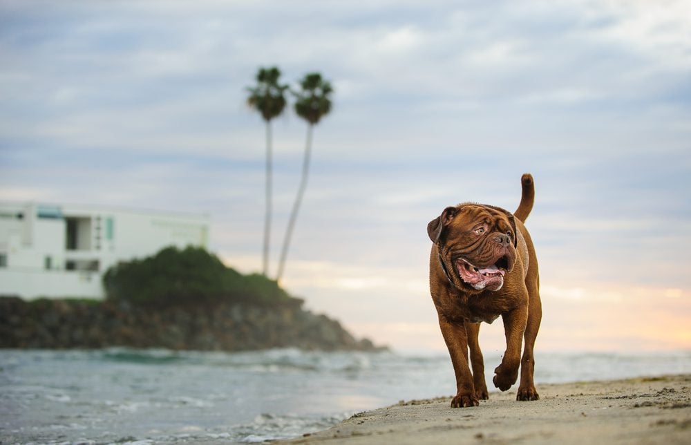 dog by water with palm trees