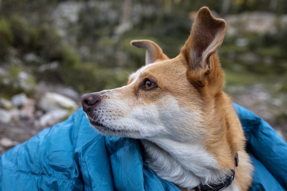 dog camping in idaho