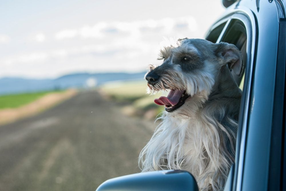 dog in car in idaho