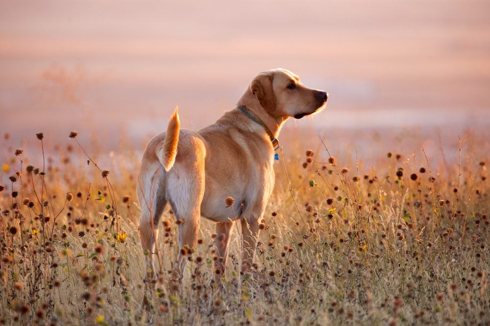 dog in idaho field