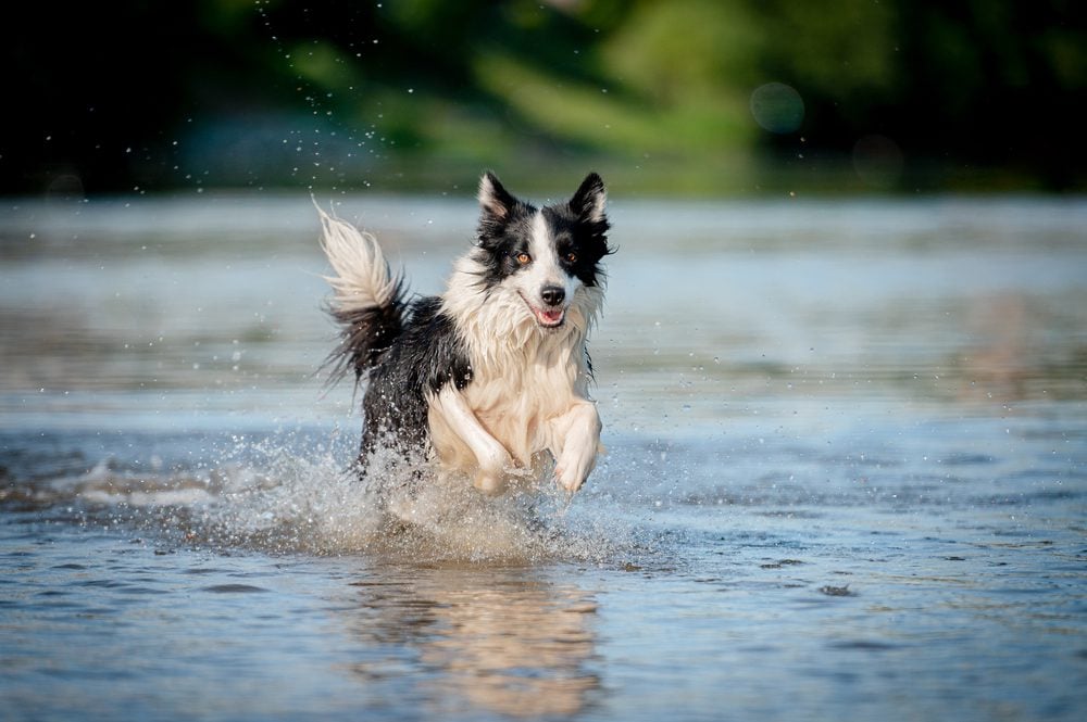 dog in north dakota river