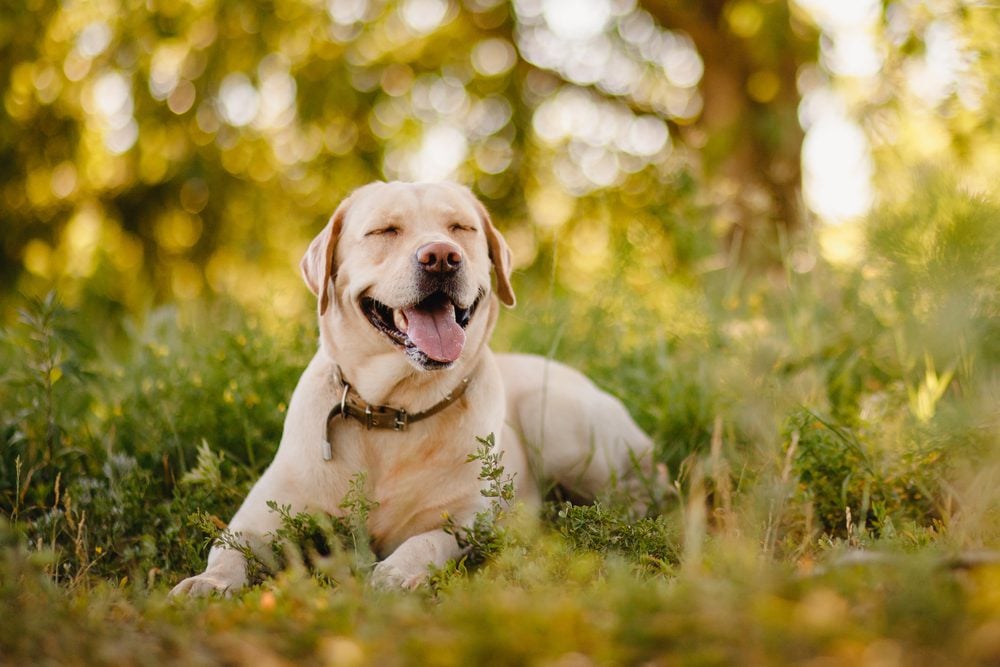 smiling dog outside in wood