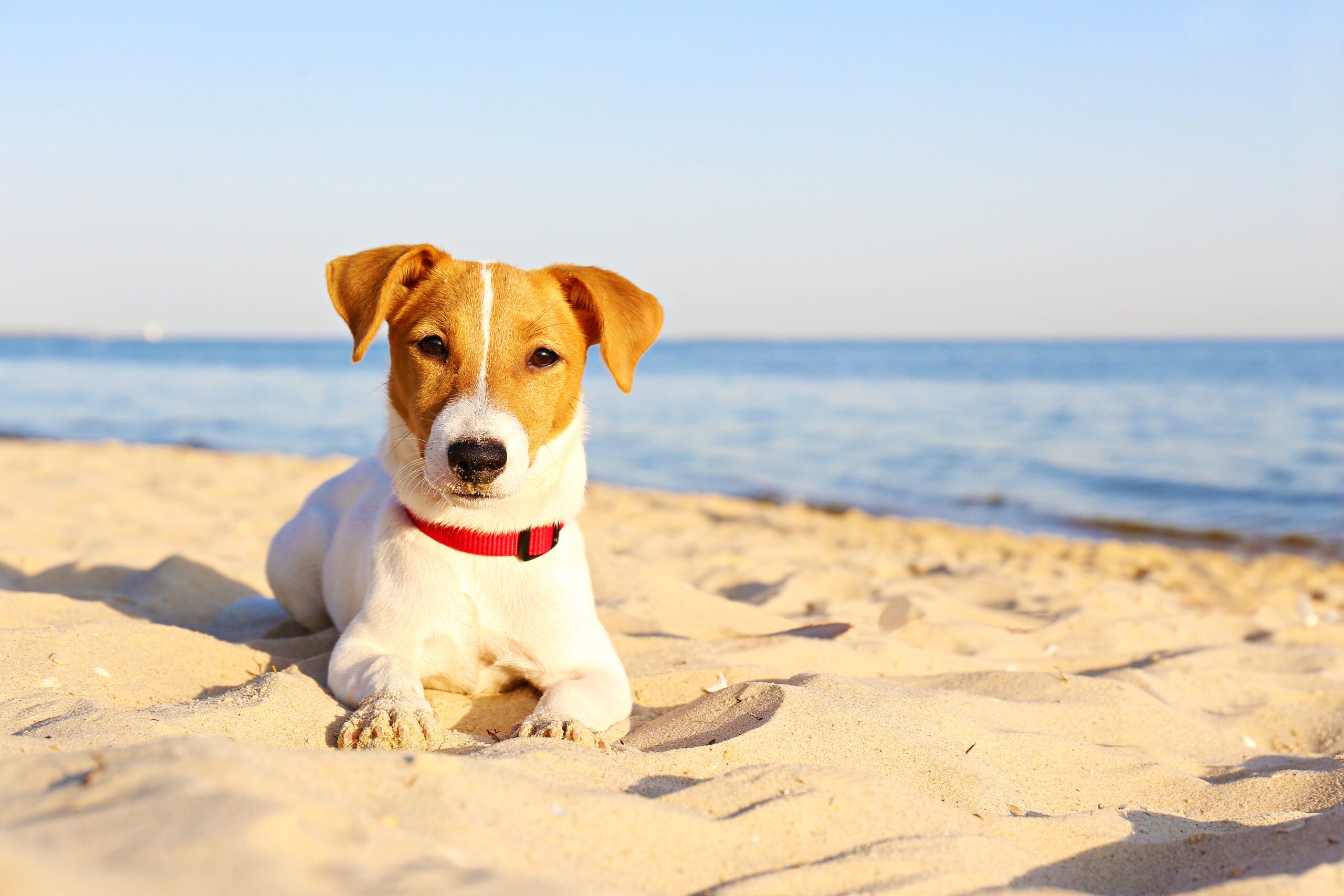 Dog sitting on San Diego beach.