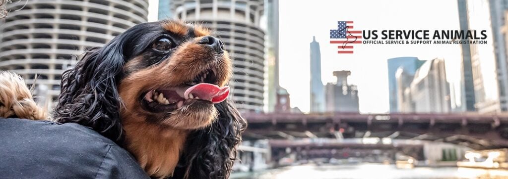 dog outside in Chicago