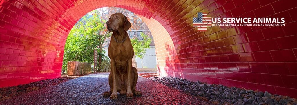 dog outside in red tunnel