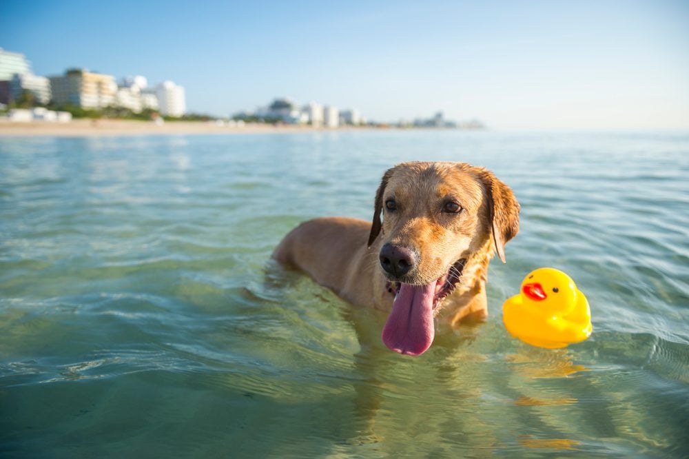 Happy yellow Labrador dog wading with a rubber ducky in calm shallow waters at the beach, ESA Letter in Jacksonville, FL