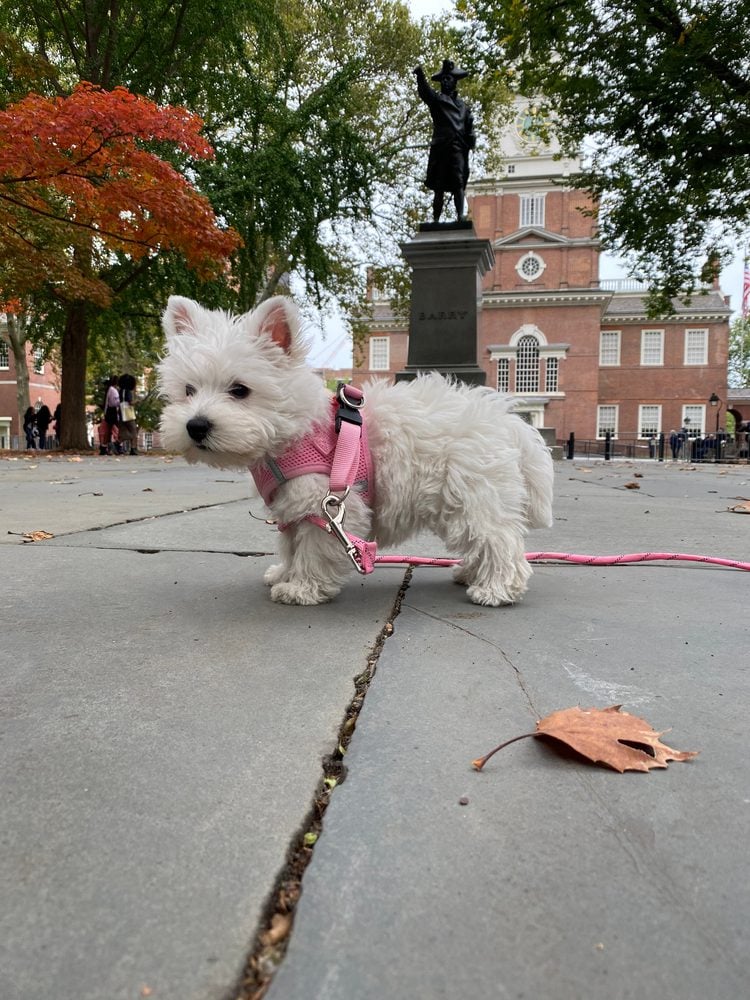 Dog on a walk in Liberty Square, Philadelphia