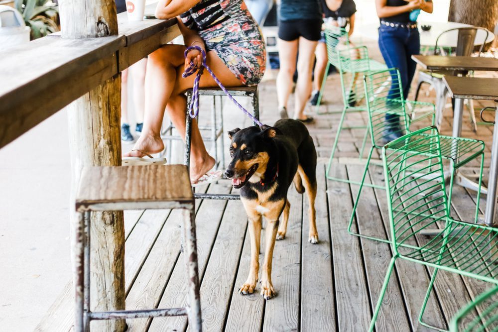 Leashed dog on bar patio next to owner