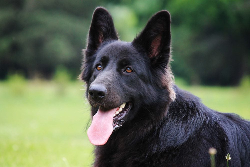 black german shepherd dog, ESA Letter in Columbus, OH