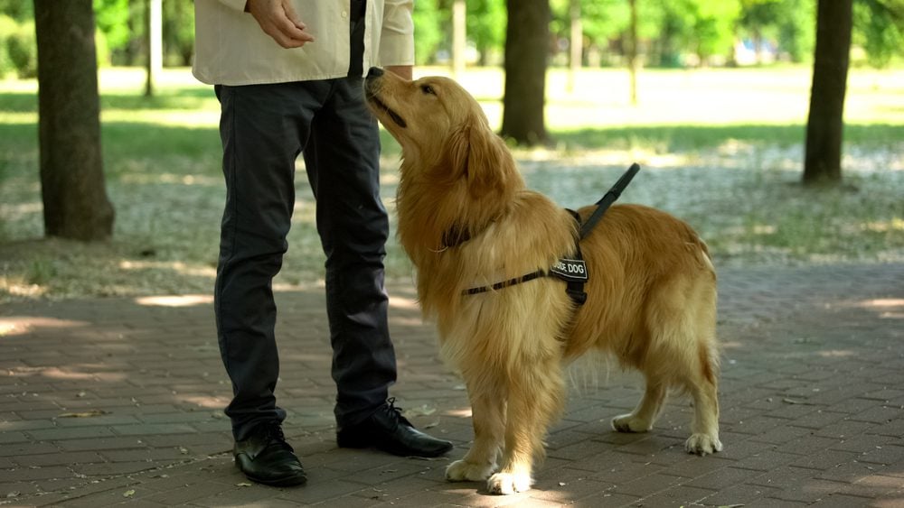 golden retriever service dog in training