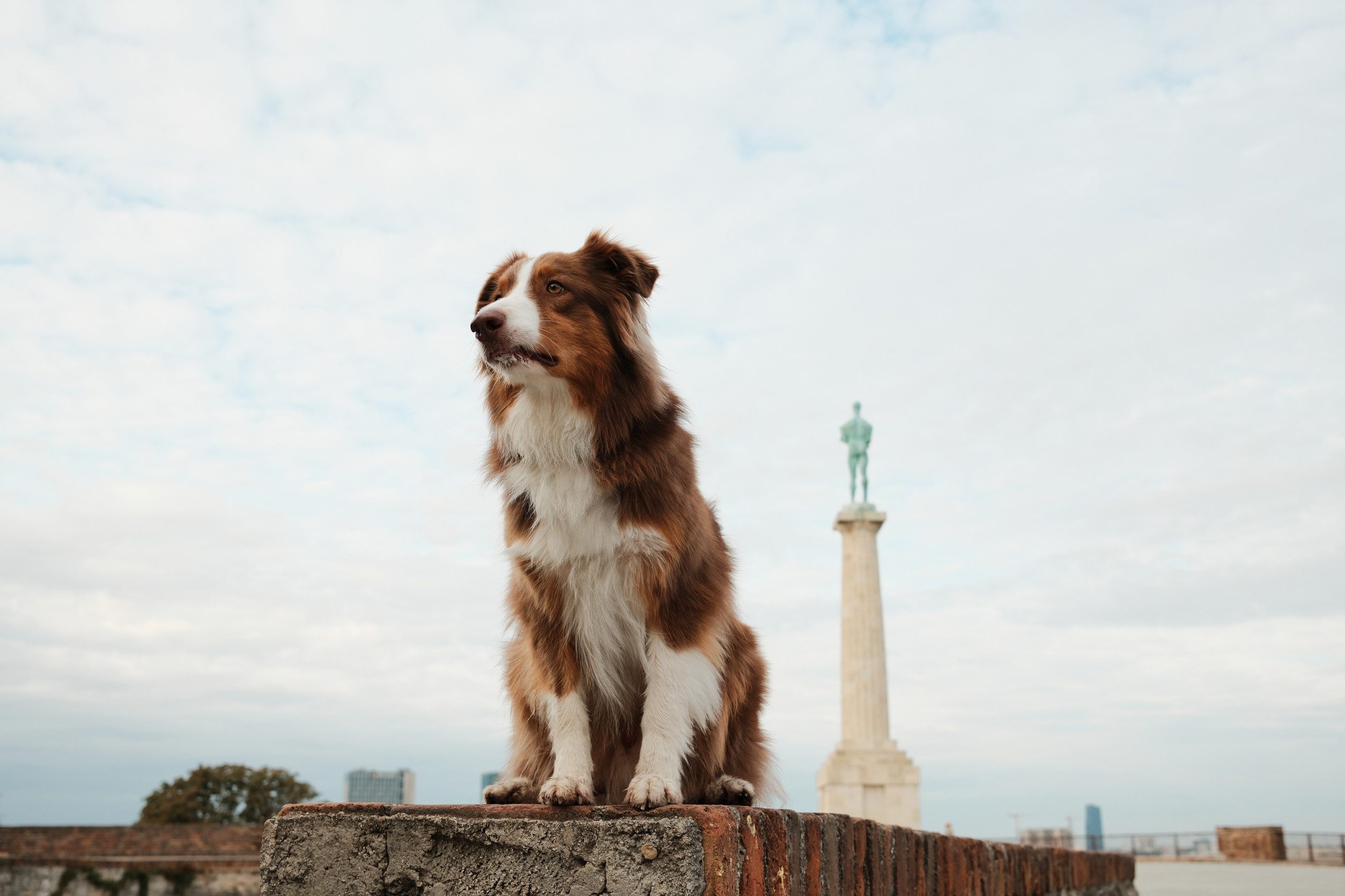 An ESA australian shepherd dog stands with a monument in the background in an off leash dog park.