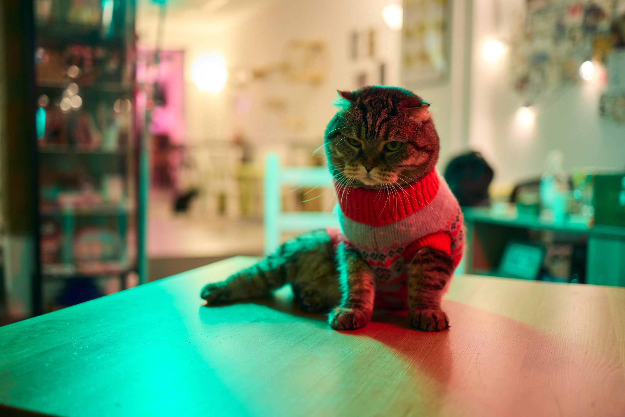 An ESA cat inside a cafe in Austin.
