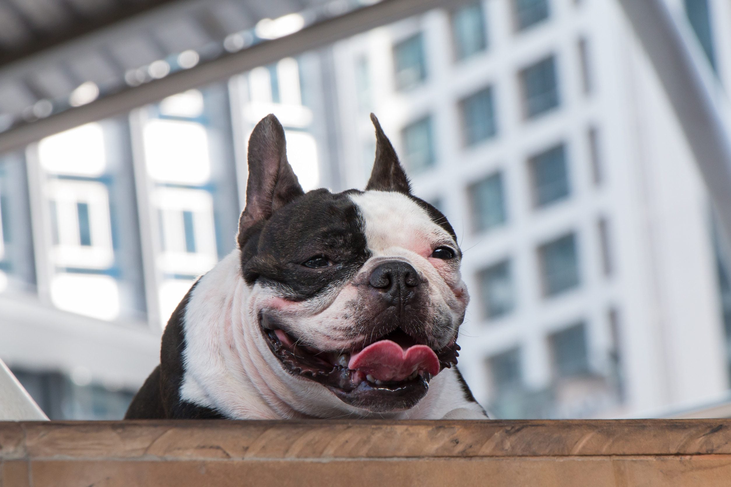 A small ESA dog in the city.