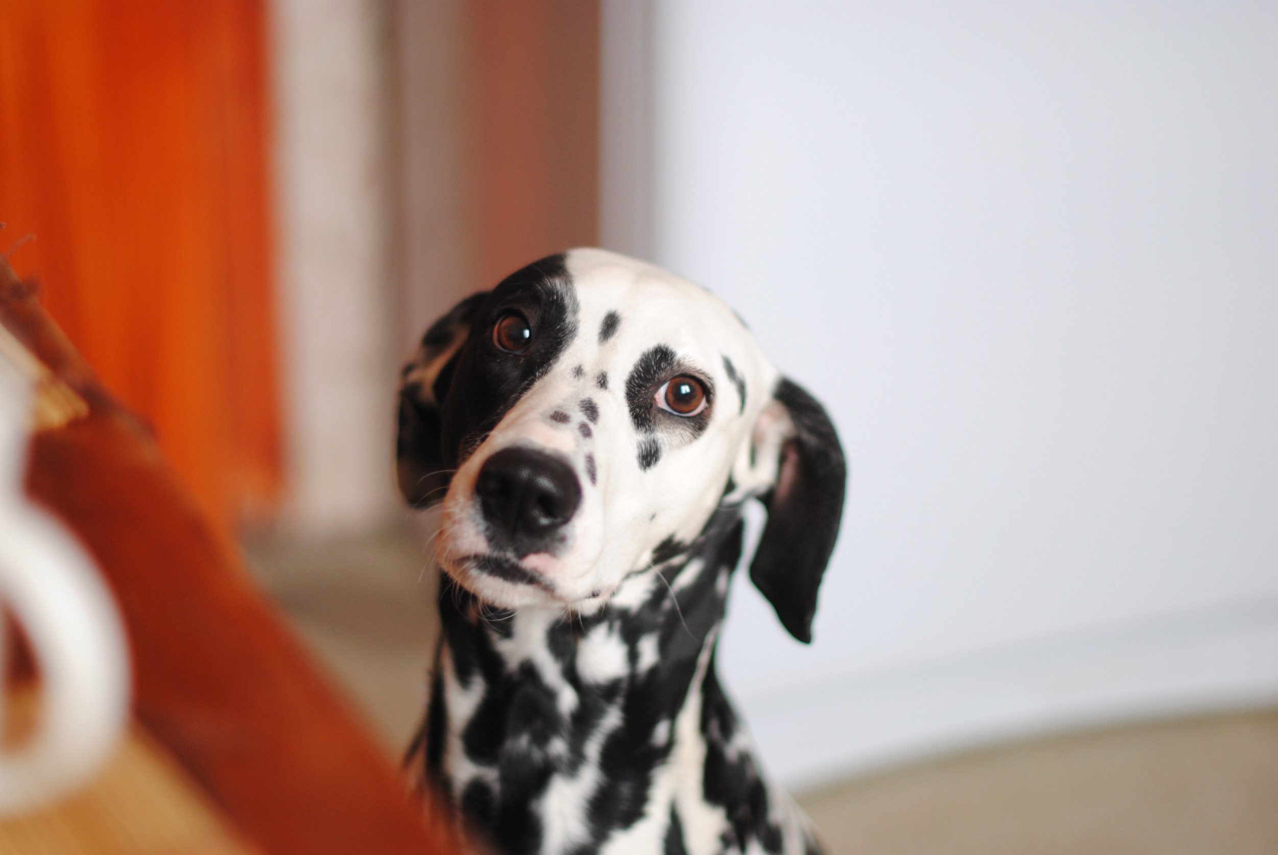 An ESA who is a dalmatian dog.
