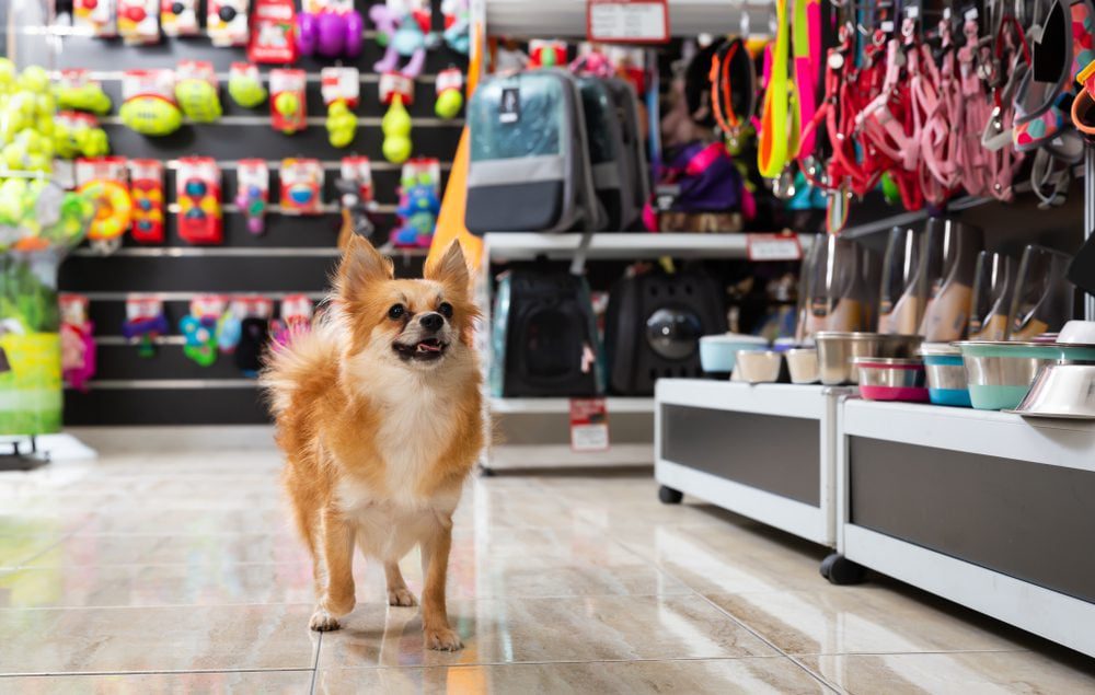 chihuahua walks through a pet store