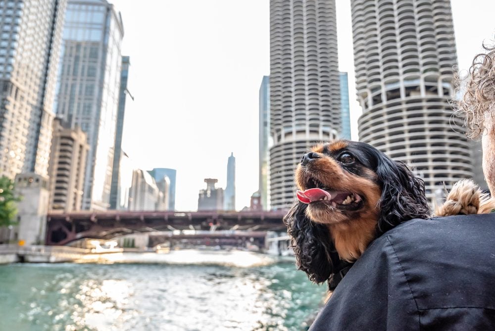 An ESA dog in Chicago.