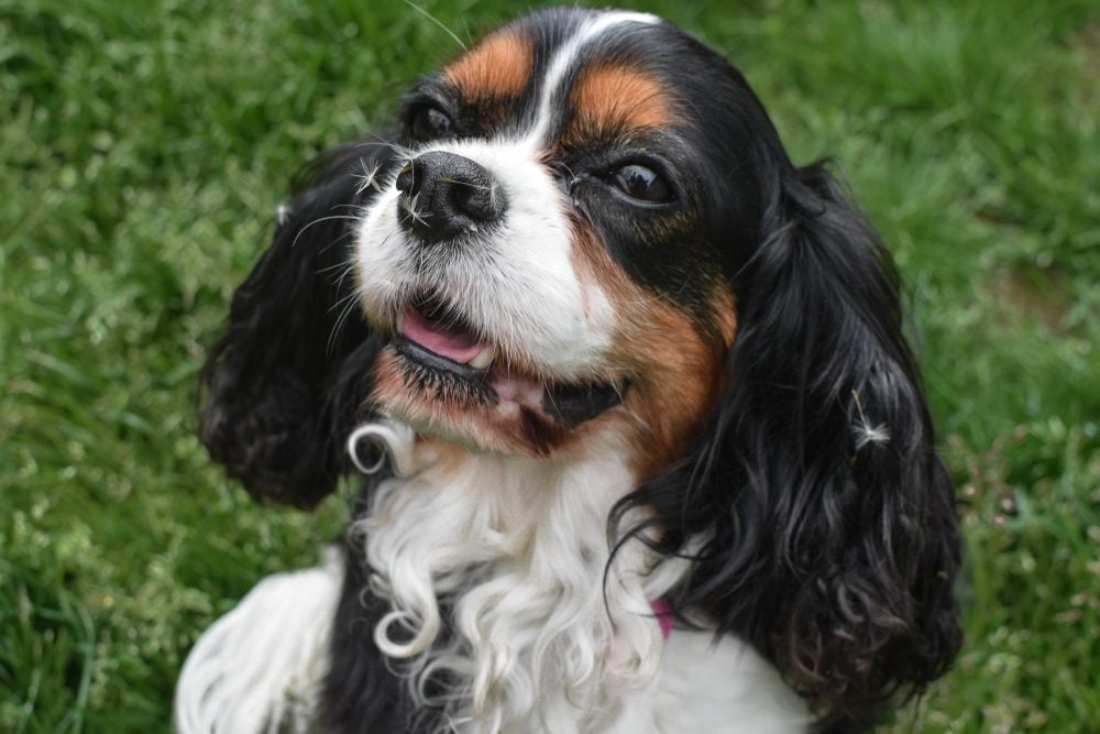 Cavalier King Charles Spaniel dog with dandelion seeds on nose, ESA Letter in Chicago, IL