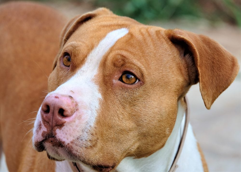 Beautiful pitbulls dog with pink nose portrait photo (ESA) Letter in San Jose, CA