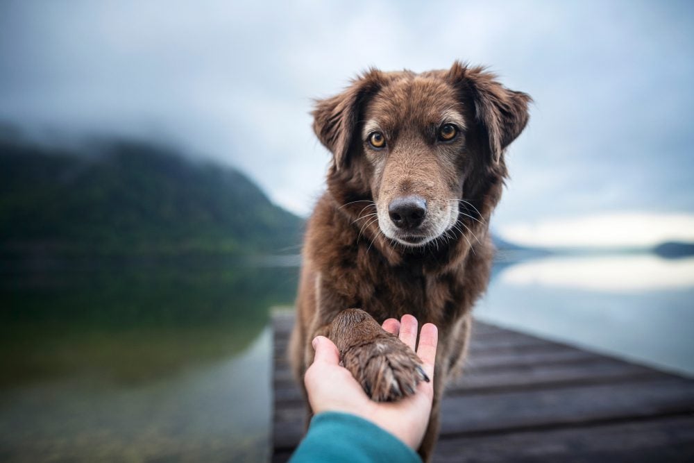 dog holding human hand