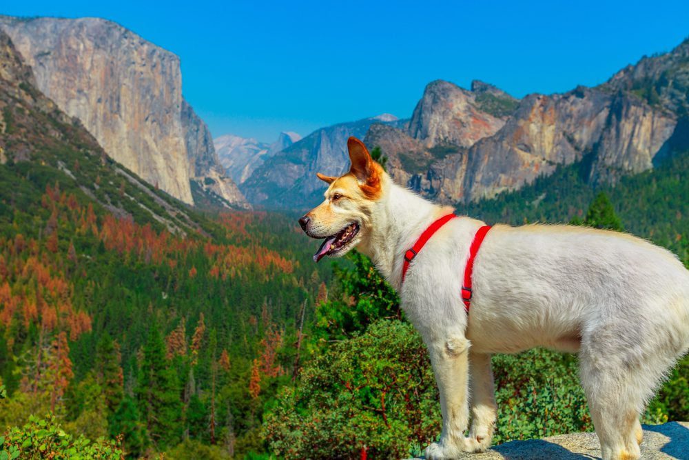 white dog overlooking yosemite park