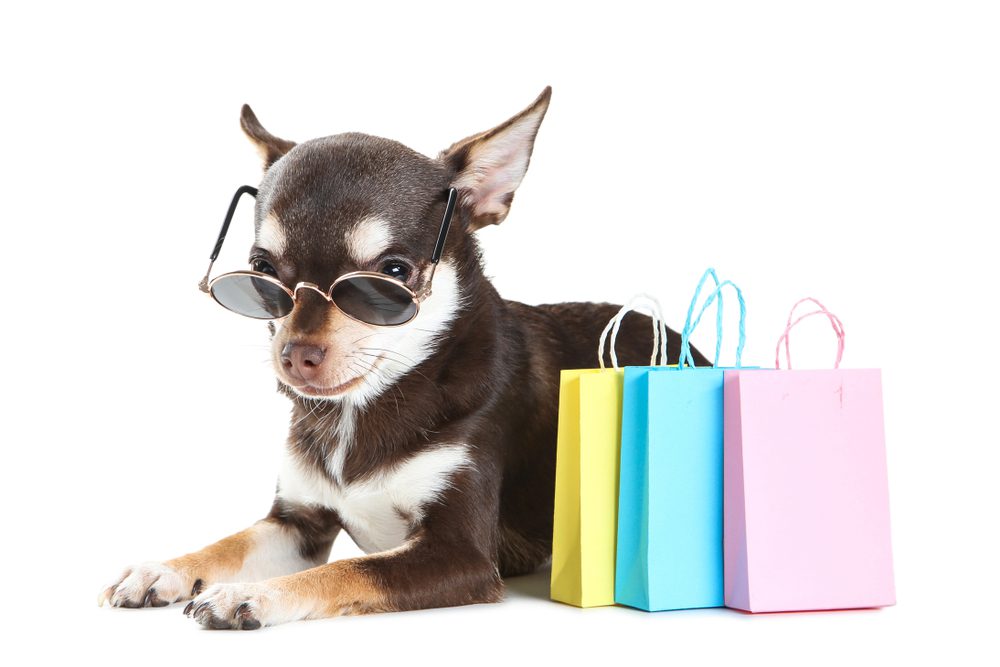 Chihuahua in sunglasses next to shopping bags