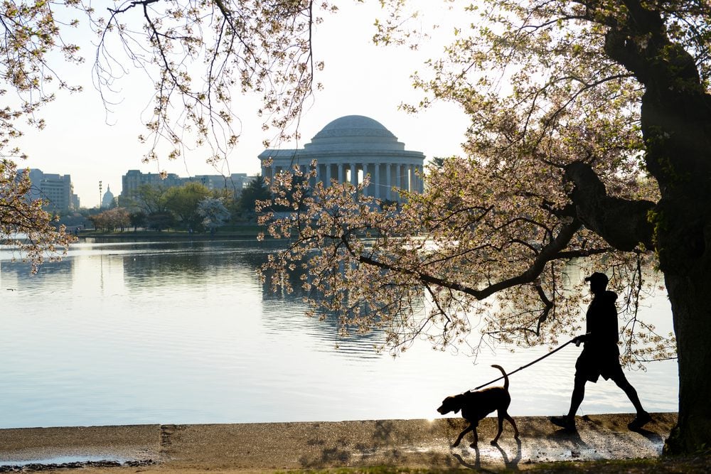 Man walks dog near Jefferson memorial