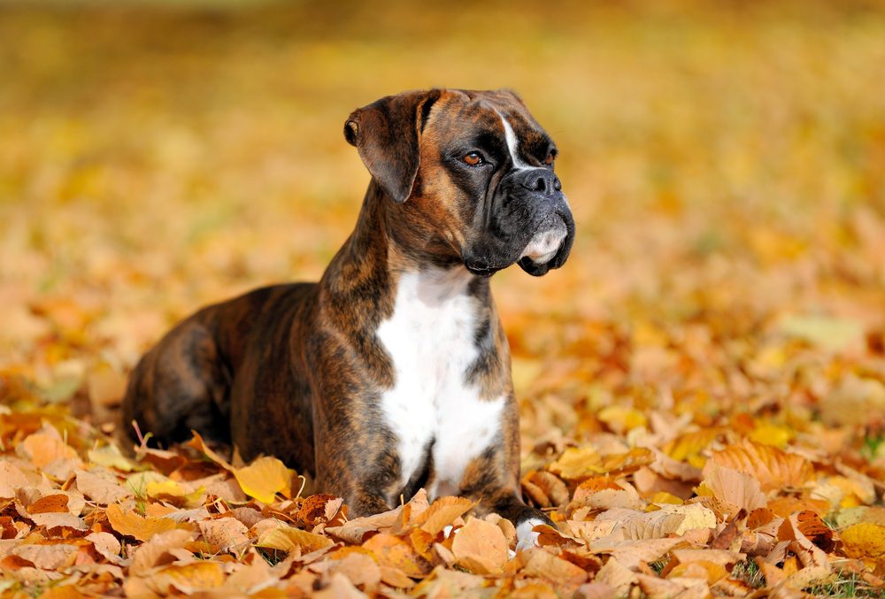 brown boxer lays in leaves