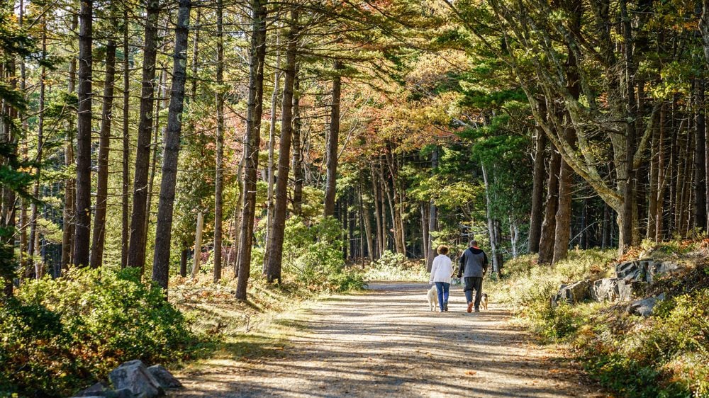 couple walking their dogs in woods