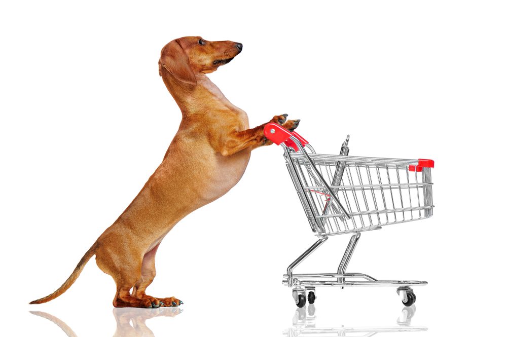 dachshund pushing a miniature shopping cart
