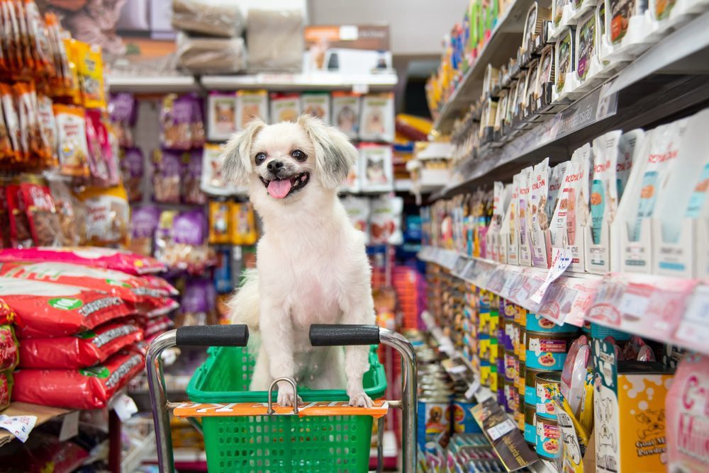 small white dog in a green shopping basket