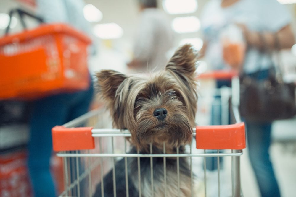 yorkie sits in a shopping cart