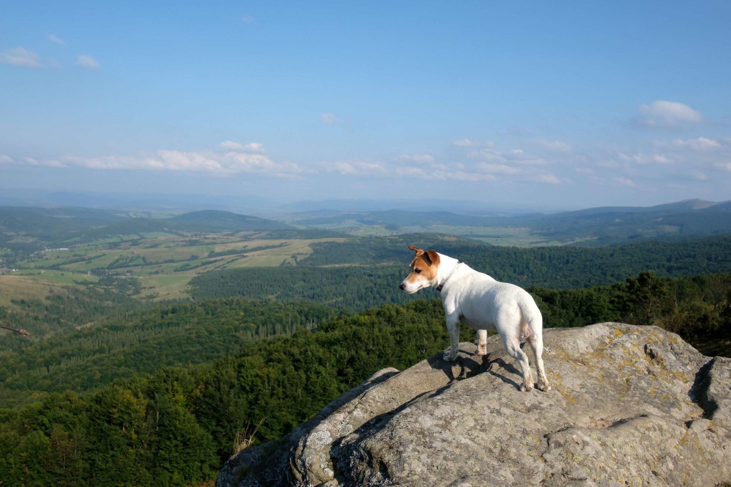 A small dog on a rock against mountain landscape considers How to get an emotional support (ESA) Letter in Charlotte, NC.