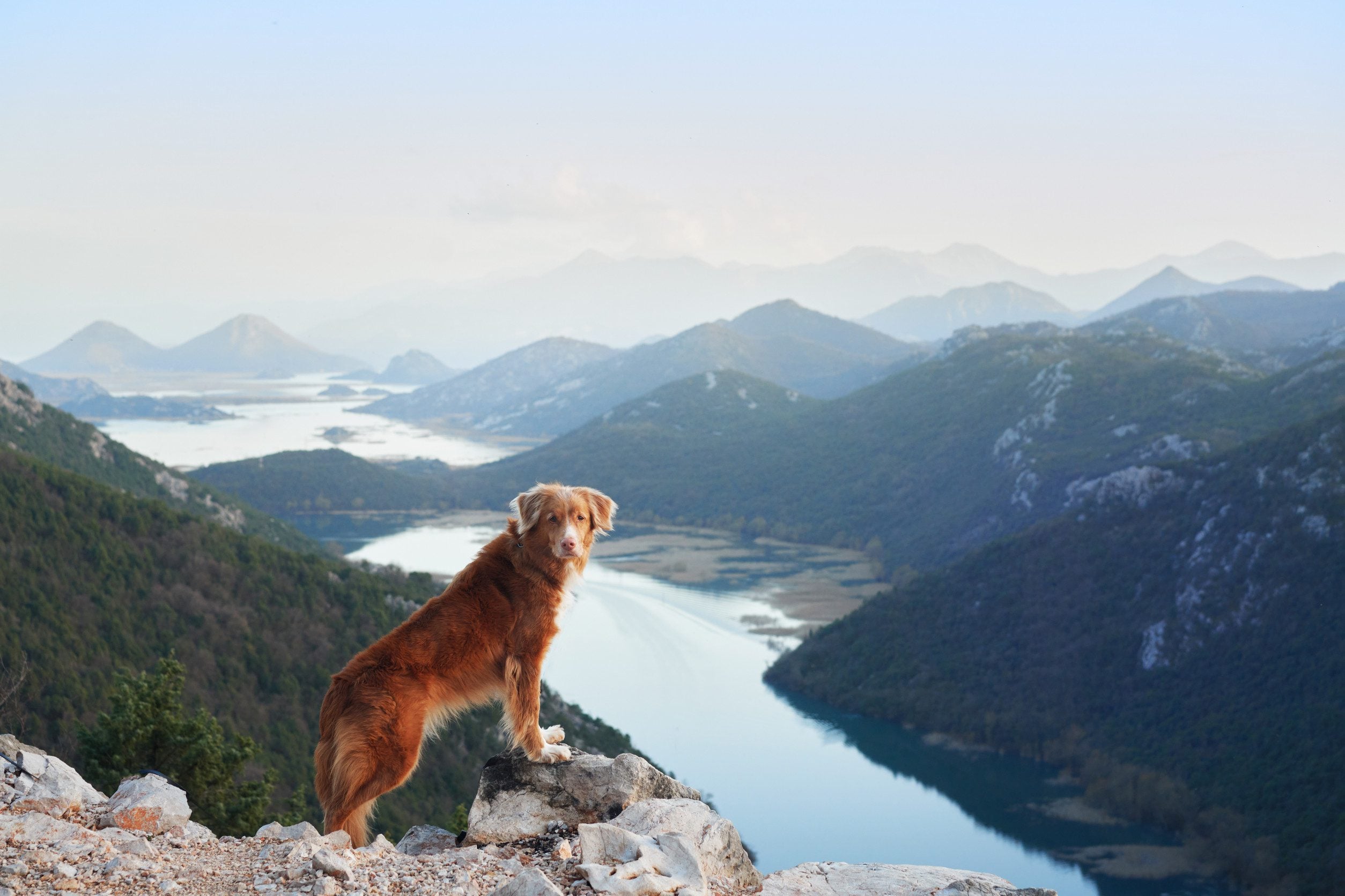 Dog on a mountain overlooking river while she ponders how to get an emotional support (ESA) Letter in Charlotte, NC.]